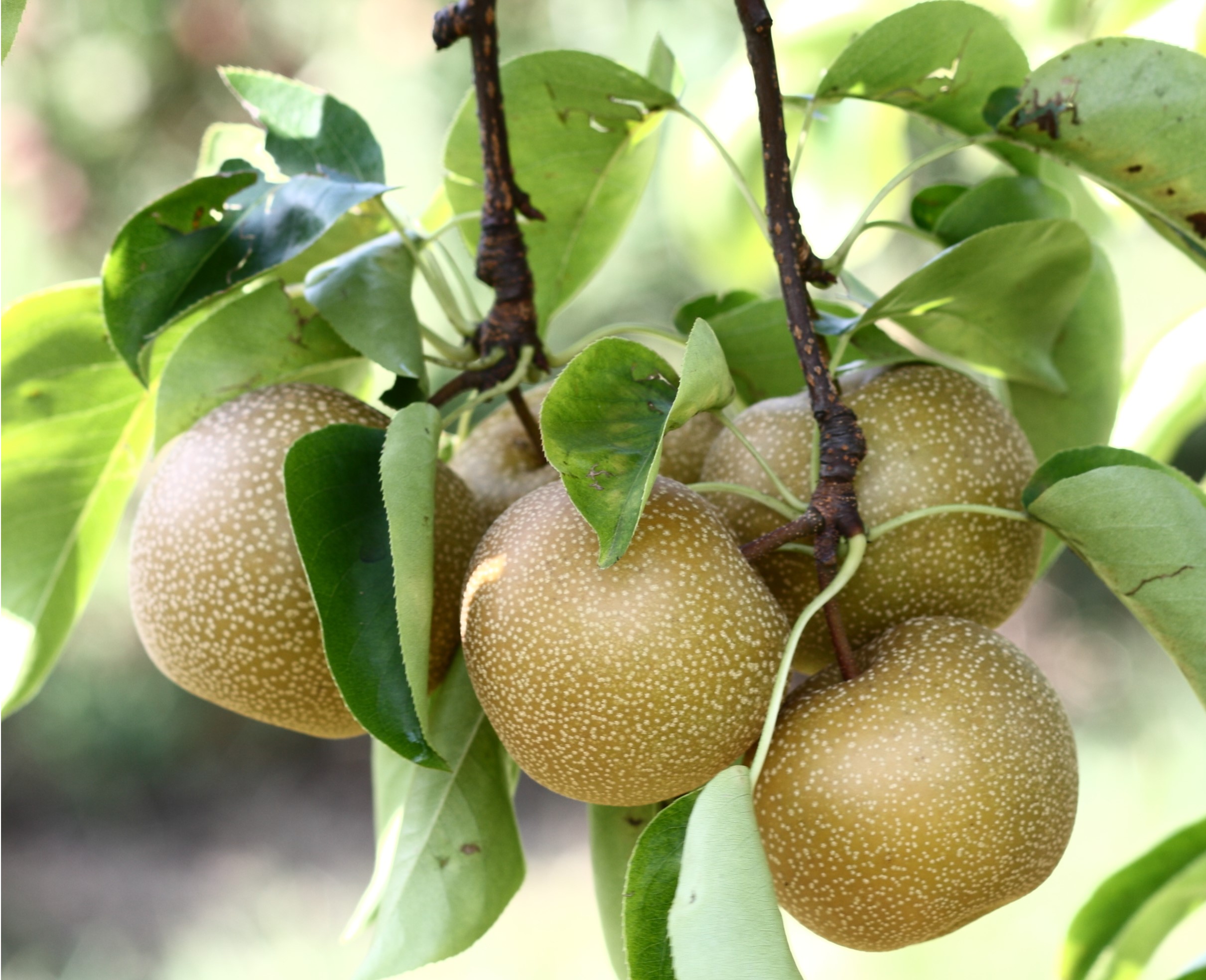 Asian pear apple pollinator
