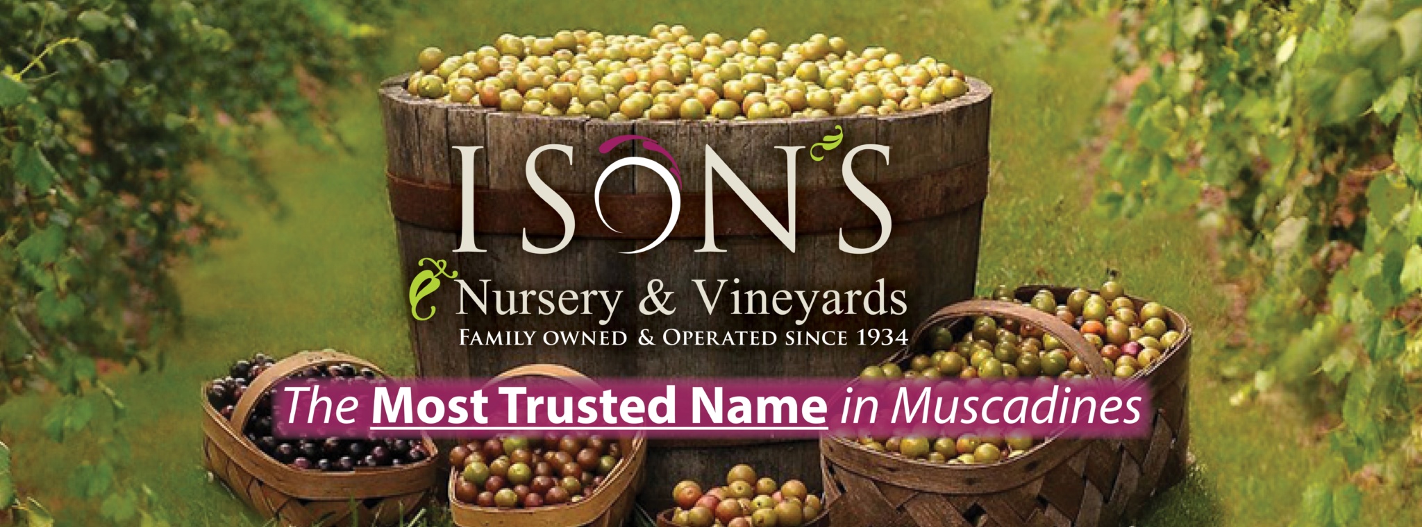 Ison’s Nursery & Vineyard