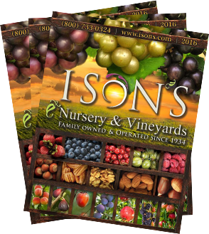 The Tradition of Ison’s - Ison's Nursery & Vineyard