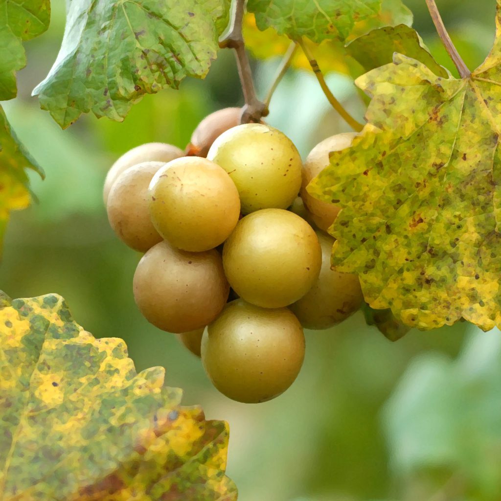 Muscadines - Ison's Nursery & Vineyard