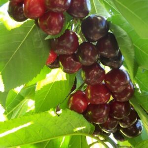 Bing Cherry Tree | Fruit Trees | Ison's Nursery & Vineyard