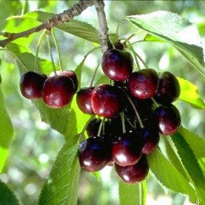 Black Tartarian Cherry Tree. Pollinate with Stella. Fruit is sweet and juicy. Large heart shaped. cherries. 900 chill hours. Zones 4-8.