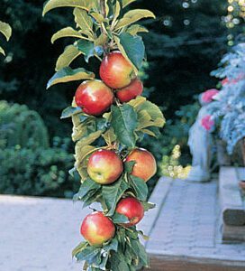 Scarlet Sentinel Columnar Apple Tree.