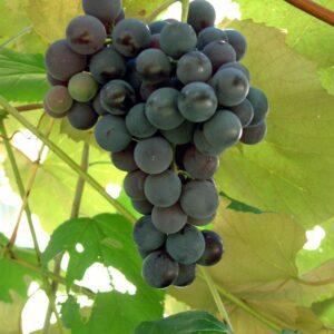 Concord Bunch Grape. Seeded. Best known and most widely planted. Ripens late Sept. Zones 4-9.