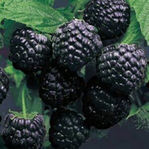 Cumberland Black Raspberry. Trailing berry with excellent sweet rich delicious flavor. Very large, round seedless berries. Bears through late season. Zones 4-9.