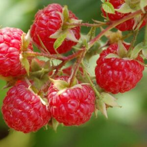 Dorma Red Raspberry. Trailing heavy producer of excellent quality berries. Early season. Zones 5-9.