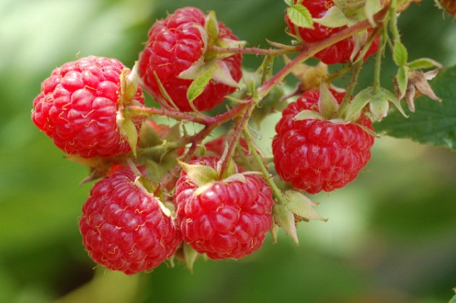 Dorma Red Raspberry Plant