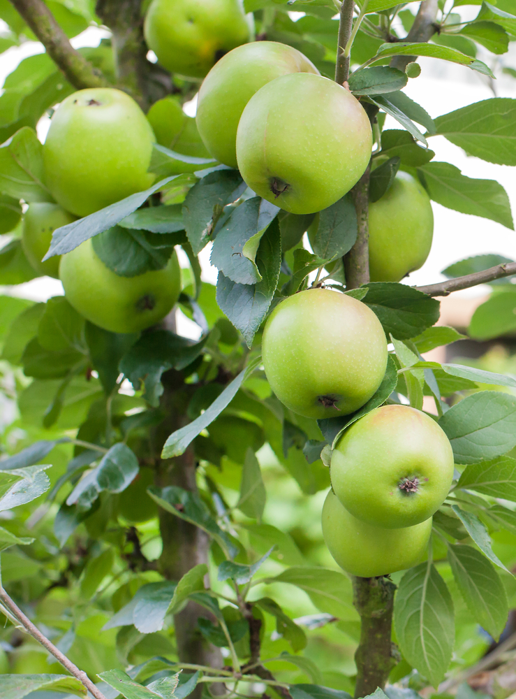 Granny Smith Apples, Large, Fruit