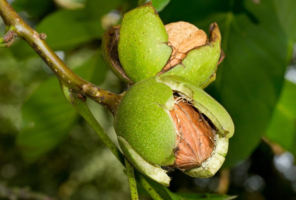 Walnut Archives - Ison's Nursery & Vineyard