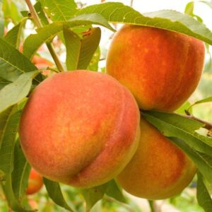 Florida Crest Peach Tree. Flavorful, medium size peach. Ideal for the deep south. Ripens in June. 400 chill hours. Zones 6-10.