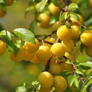 Golden Nectar Plum Trees | Ison's Nursery & Vineyard