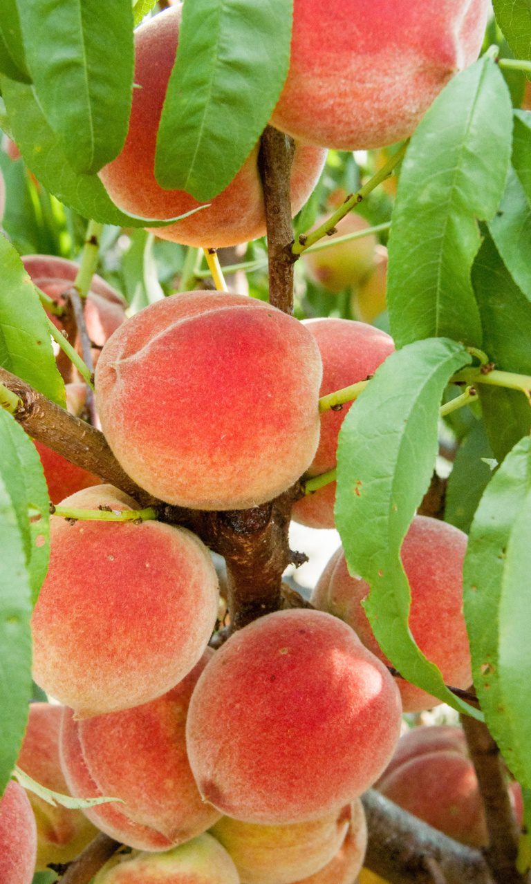 Harvester Peach Tree | Fruit Trees | Ison's Nursery & Vineyard