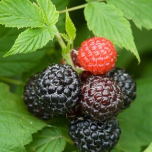 Jewel Raspberry. Largest and most popular black raspberry. High yields of superb berries. Winter hardy. Zones 5-8.