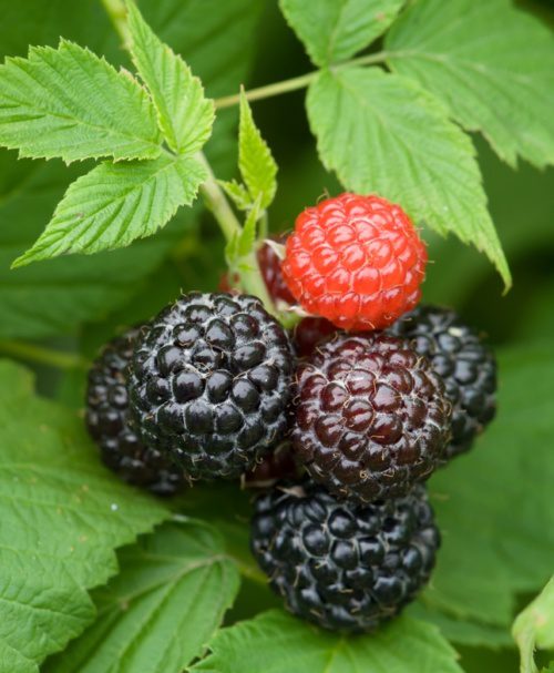 Cumberland Black Raspberry Plant | Ison's Nursery & Vineyard