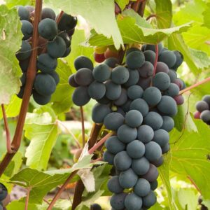 Joy Bunch Grape. Seedless. Medium size. Ripens early season. Large cluster with sweet grapes. High yields. Zones 6-8.