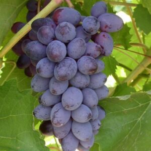 Jupiter Bunch Grape. Seedless. Large grapes on medium to large clusters, Muscat flavor. Zones 5-8