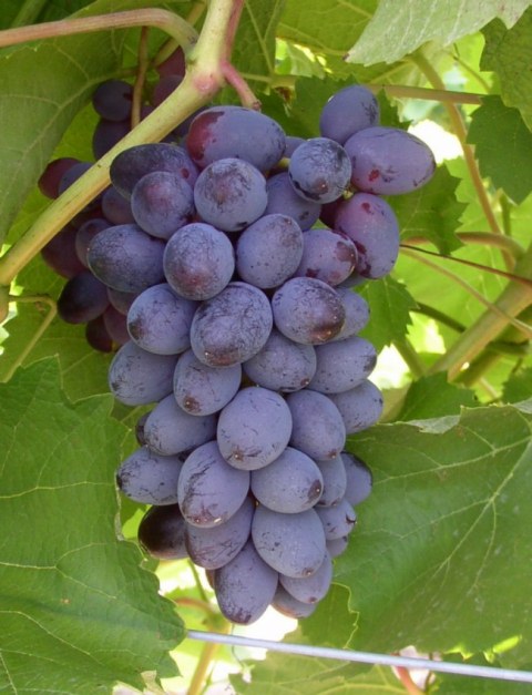 Thompson Bunch Grape Vine  Ison's Nursery & Vineyard