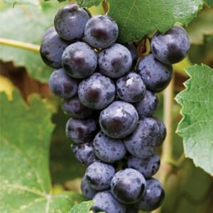 Mars Bunch Grape. Seedless. Medium to large sweet and juicy fruit, Very cold hardy. Zones 5-8.