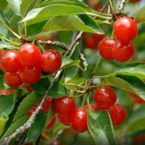 Montmorency Cherry Tree. Self fertile. The standard cherry for pies. Fruit is very large, bright red with firm yellow flesh. Flavor is tart and tangy. Ripens late June. Zones 5-8.