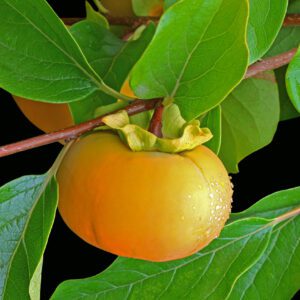 Motsomato Persimmon Tree. Non astringent. Ripens late Sept. Excellent variety. Zones 8-10.