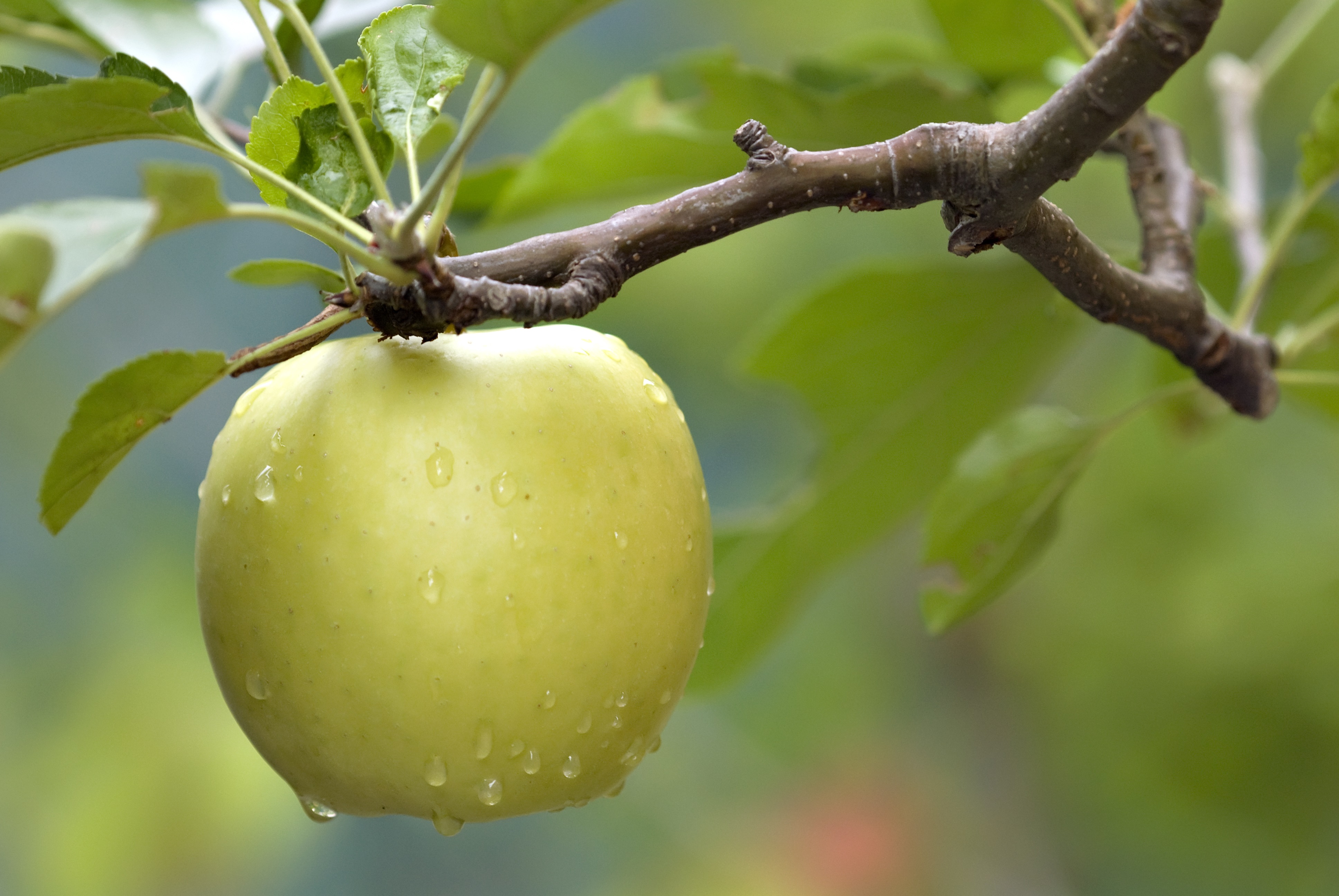 Winesap Apple Tree