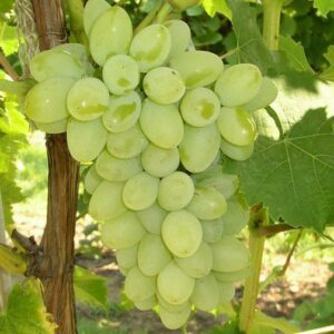 Neptune Bunch Grape. Seedless. Large clusters with sweet medium size grapes. Ripens mid season. Zones 5-8.