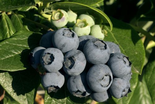 Ochlockonee Rabbiteye Blueberry Plant 