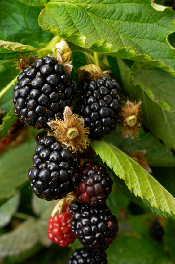 Natchez Thornless Blackberry Plant - Stark Bro's