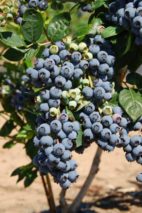 Premier Rabbiteye Blueberry Plant - Ison's Nursery & Vineyard