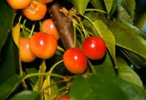 Rainier Cherry Tree | Fruit Trees | Ison's Nursery & Vineyard