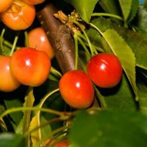 Rainer Cherry Tree. Know as the white cherry. It is one of the sweetest cherries available. Fruit is firm. Pollinate with another sweet cherry. 700 chill hours. Zones 5-9