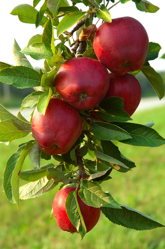 Red Delicious Apple Trees for Sale at Arbor Day's Online Tree Nursery -  Arbor Day Foundation