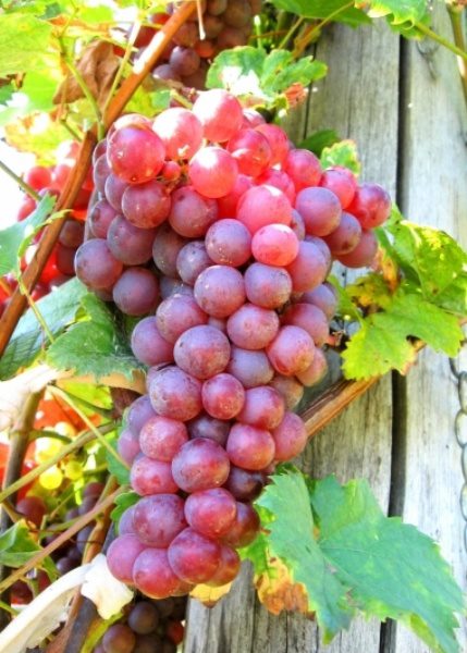 Grapes, Red Seedless
