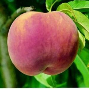 Red Globe Peach Tree. Freestone, large peach. Firm and very sweet. 800 chill hours. Zones 5-8.