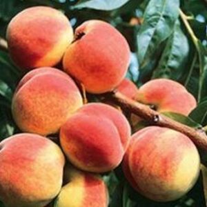 Redskin Peach Tree Large freestone peach, Yellow melting flesh. Fast growing tree, Ripens in July, 750 chill hours. Zones 5-8.