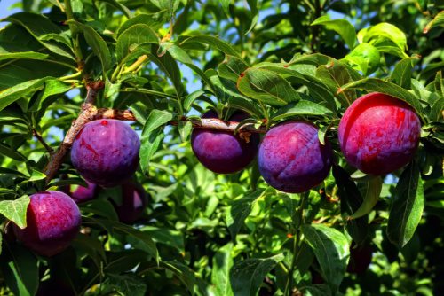 Plums Archives - Ison's Nursery & Vineyard