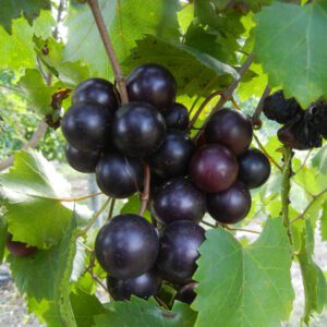 Sugargate Muscadine. Female. 23% sugar. Earliest ripening black variety.