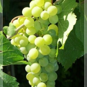 Tthompson Seedless Bunch Grape. Seedless. Produces large and well-filled clusters. Grows well in hot climates. Good for all uses. Zones 5-8.