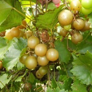 Triumph Muscadine. Self fertile. 18% sugar. medium size, cold hardy. Ripens early to mid season.