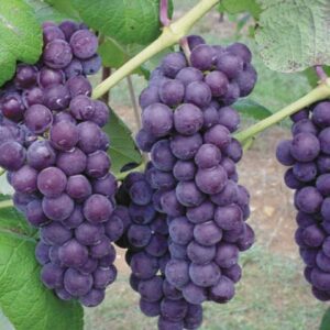 Vanessa Bunch Grape. Seedless. Large sweet fruit. Large clusters. Disease resistant. Winter hardy. Zones 5-8