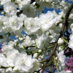 Yoshino Flowering Cherry Tree | Ison's Nursery & Vineyard