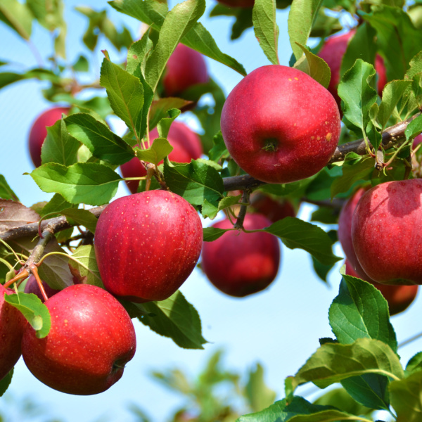 Stayman Winesap Apple Tree - Ison's Nursery & Vineyard