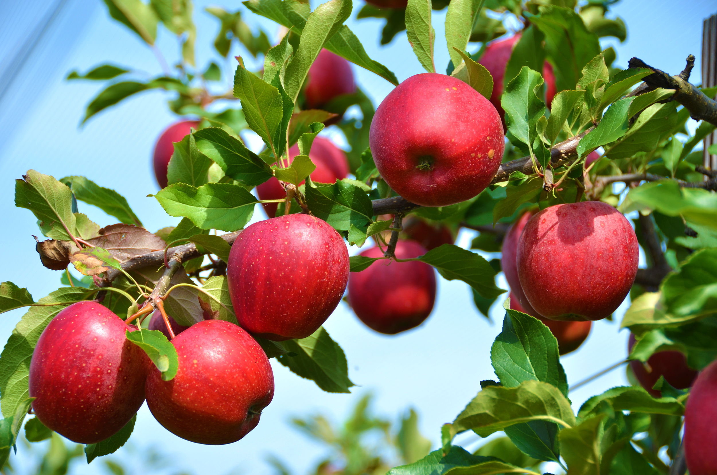 Stayman Winesap Apple Tree Ison s Nursery Vineyard