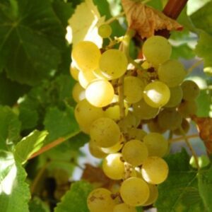 Blanc du Bois Bunch Grape. One of the best wine grapes for the south. Makes a premium wine. . Withstands heat and humidity. Pierce disease resistant. Ripens mid to late July. Zones 6-10.