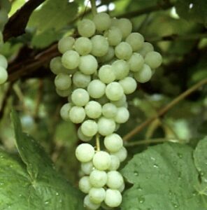 Himrod Bunch Grape. Seedless. One of the hardiest and best quality of the white grapes. The fruit is superb with very sweet honey like flavor and a melting juicy texture. Berries are large with long, loose clusters. Fruit is also very crisp.