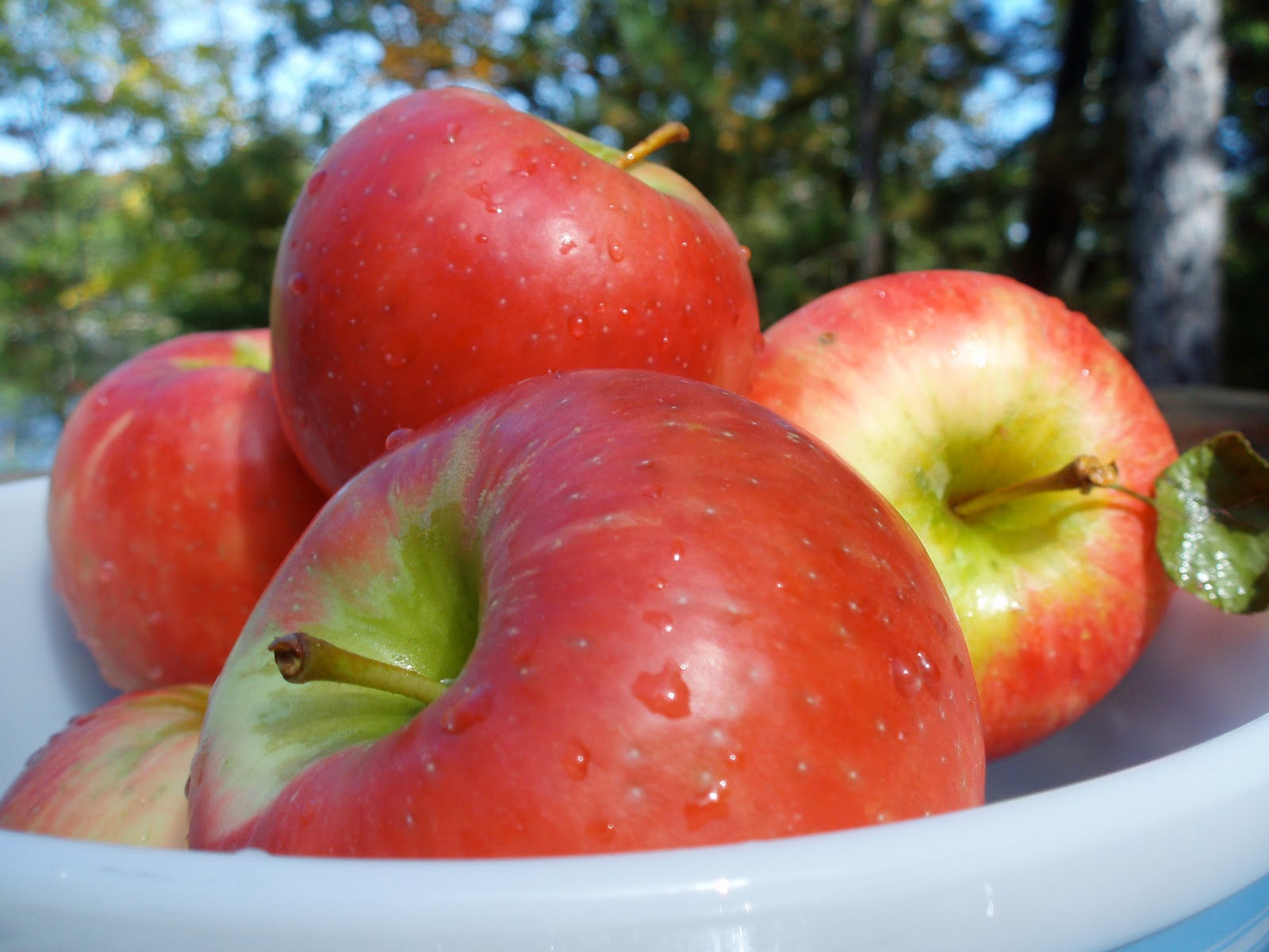 Honeycrisp Apple Tree - Ison's Nursery & Vineyard