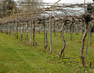 Ken's Hardy Kiwi Plant | Ison's Nursery & Vineyard