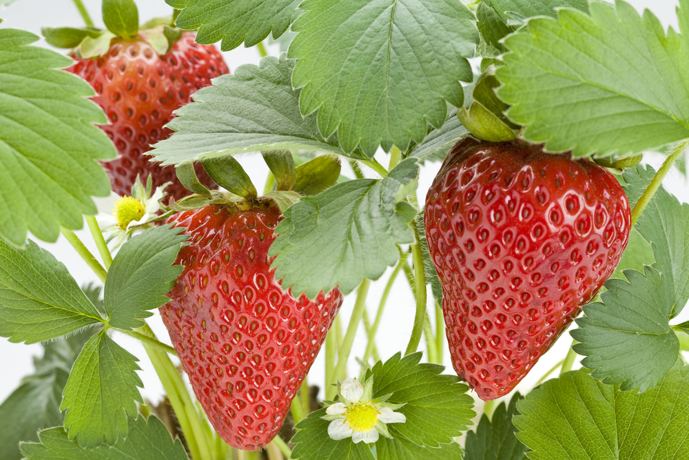 Chandler Strawberry Plants | Ison's Nursery Vineyard