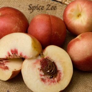 Spice Zee_Nectaplum. Delicious cross between a plum and nectarine. Great flavor. Beautiful pink blooms in the spring. 200 chill hours. Zones 6-10.