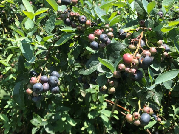 Titan™ Rabbiteye Blueberry Plant  Ison's Nursery & Vineyard